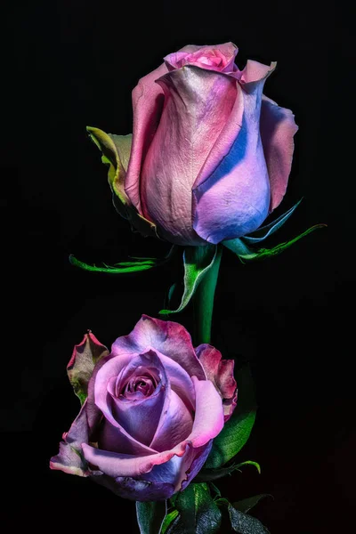 blooming violet pink rose blossom pair isolated on black background