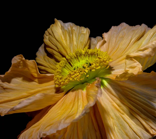 Σουρεαλιστικός πορτοκαλί πράσινο όμορφο σατέν/μετάξι παπαρούνας λουλούδι πορτρέτο — Φωτογραφία Αρχείου