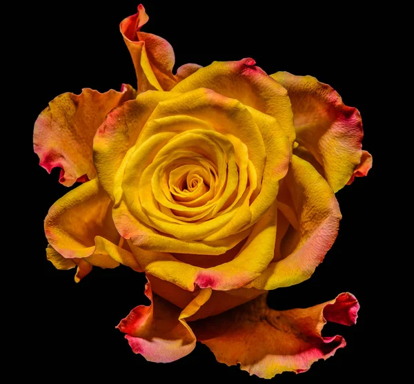 Beaux-arts nature morte détail couleur macro portrait d'un seul jaune isolé rouge orange rose fleur sur fond noir avec de fines structures et textures dans le style de peinture — Photo