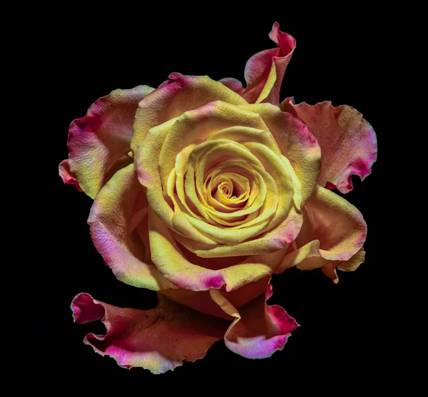 Macro portrait de couleur douce d'un isolé jaune rouge rose violet orange Rose fleur sur fond noir couleurs pop art, surréaliste, fantaisie florale, réalisme fantastique. amour, joie, heureux — Photo