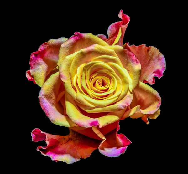 Rosa flor surrealista macro retrato brilhante, fundo preto — Fotografia de Stock