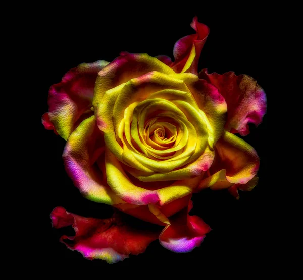 Intense colored macro portrait of an isolated single yellow red pink violet orange Rose blossom on black background - pop art colors, surreal, floral fantasy, fantastic realism . love, joy, happy