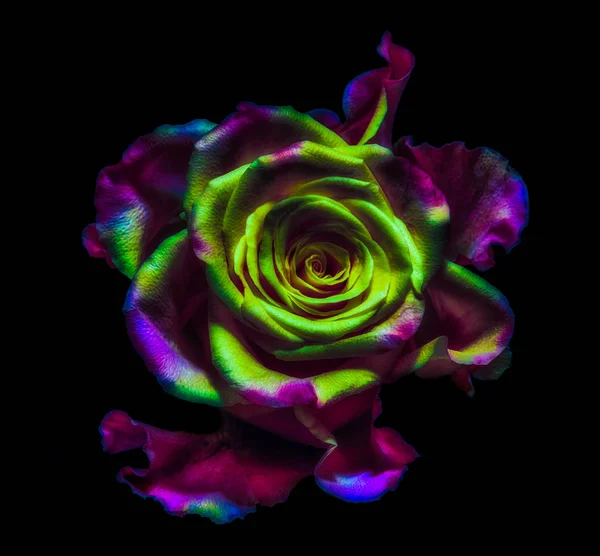 Surrealistic rainbow colored rose macro portrait on black background