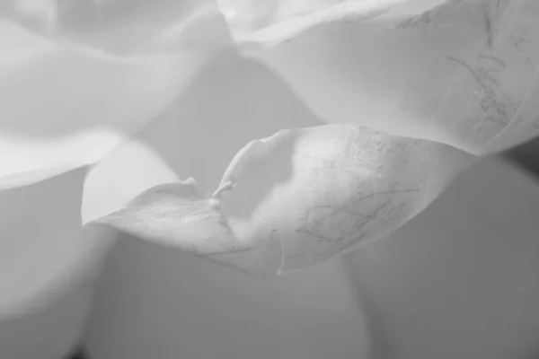 Floral fine art harmonic high key monochrome macro of rose blossom petals with very fine texture and structure in warm tones - confidence harmony peace warmth relaxing innocence balance