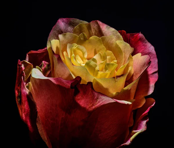 Nature morte isolé jaune brillant rose rouge fleur, fond noir — Photo