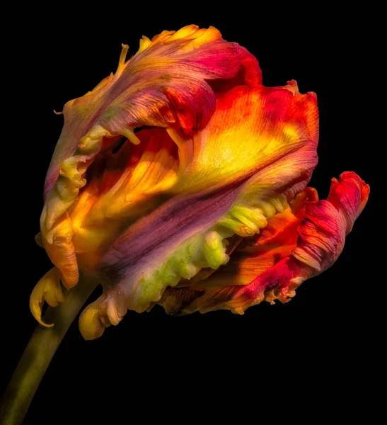 Tulipe perroquet fantaisie surréaliste, couleurs arc-en-ciel, fond noir — Photo