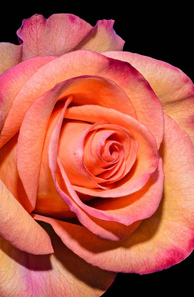 Geïsoleerde oranje Pink Rose Blossom macro portret, zwarte achtergrond, gedetailleerde textuur — Stockfoto