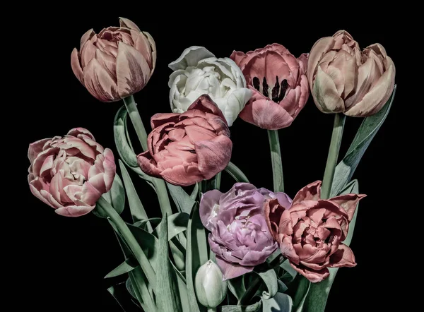 Винтажная пастельная живопись тюльпан цветочный букет макро, черный фон — стоковое фото