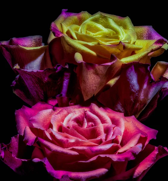 Rose vif rouge jaune violet paire fleurs roses, fond noir — Photo