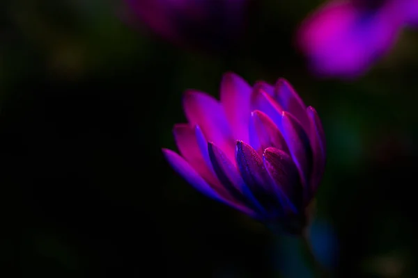 Isolado baixo chave violeta africano margarida, fundo embaçado, humor sonhador — Fotografia de Stock