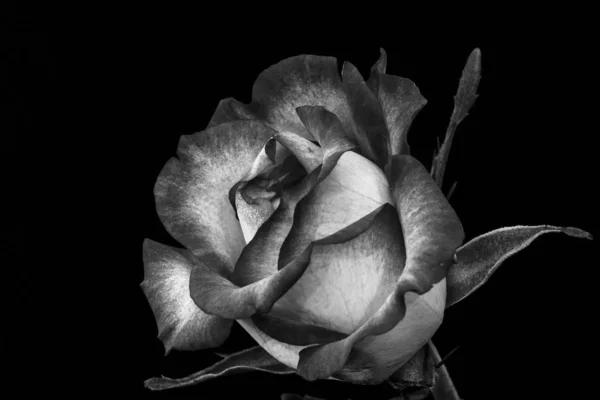 Monochrome isolé fleur de rose macro, fond noir, beaux-arts — Photo