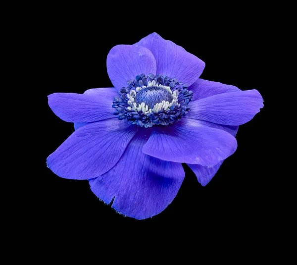 Ізольований одиночний синій анемон, розквіт на чорному тлі — стокове фото