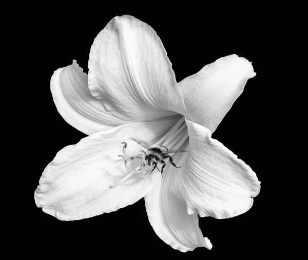 Monochrome white isolated daylily blossom,bee,on black background — Stock Photo, Image