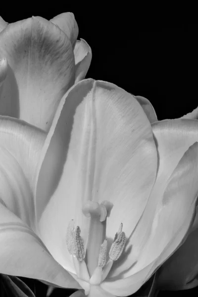 Izole tek renkli açık parlak lale çiçeği makro siyah arka plan — Stok fotoğraf