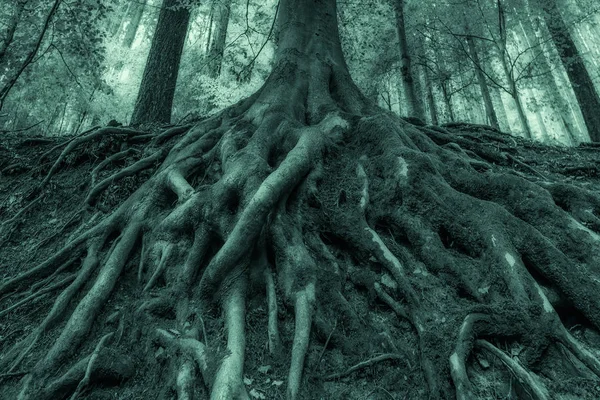 Outdoor surrealistic gigantic old tree roots, moss,underwood — Stock Photo, Image