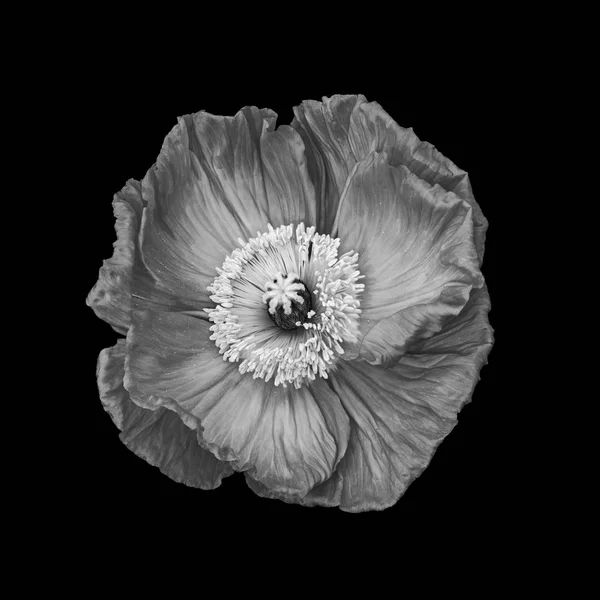 Grijs monochroom Silk Poppy macro, zwarte achtergrond, Fine Art stilleven — Stockfoto