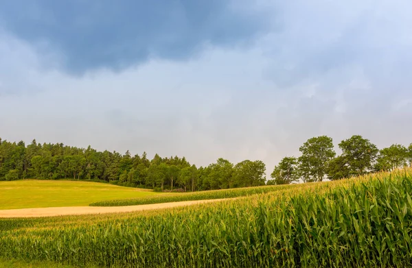 Zomer landbouwgrond platteland idylle, maïs, velden, weide, bomen, bos, hemel — Stockfoto