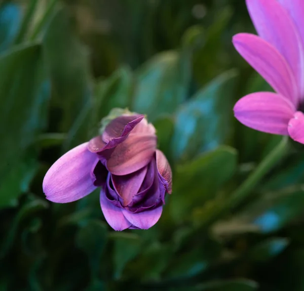 Flor de margarita rosa desplegable sola capa, fondo borroso verde —  Fotos de Stock