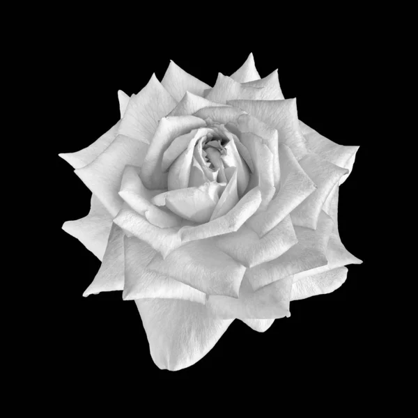Монохромний ізольований білий розквіт троянди макро, чорний фон — стокове фото