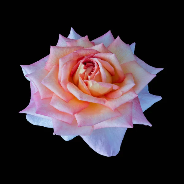 Leuchtend orange rosa Rosenblüten Makro auf schwarzem Hintergrund — Stockfoto