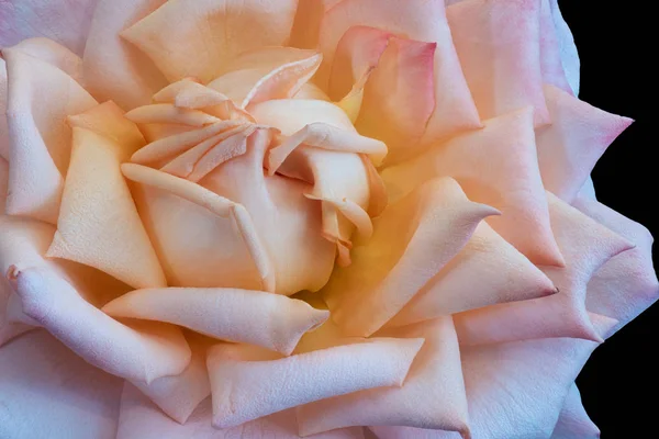 Pastel rosa amarelo rosa flor centro coração macro, uma bela arte — Fotografia de Stock