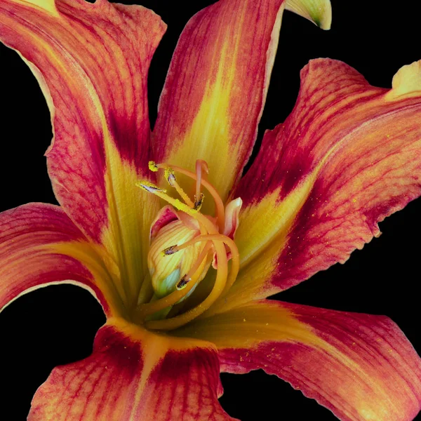 Inner of a wide open bright red yellow daylily blossom, black back — стоковое фото