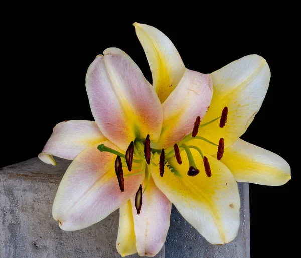 Két élénk rózsaszín, fehér sárga liliom virágzik makró, egy konkrét kocka — Stock Fotó