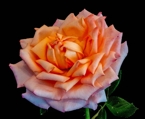 vibrant orange pink rose blossom macro isolated on black background