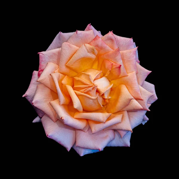 Orange rosa Rosenblüten Makro isoliert auf schwarzem Hintergrund — Stockfoto