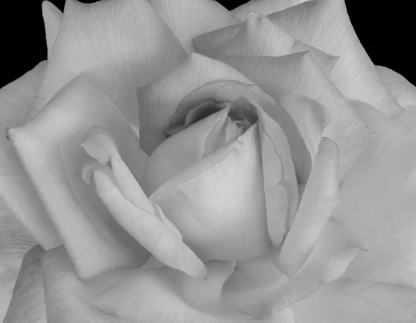 Monochromatická bílá růže kvetoucí makro izolované na černém pozadí — Stock fotografie