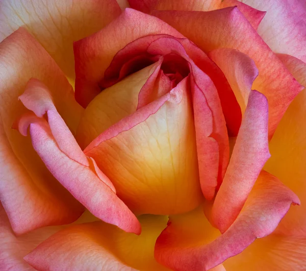 Colofulr bellas artes bodegón brillante macro del interior de una rosa — Foto de Stock