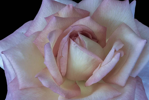 Pastel geel roze roos bloesem macro geïsoleerd op zwarte achtergrond — Stockfoto