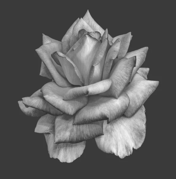 Monochroom surrealistische witte Rose Blossom low-key macro, grijs terug — Stockfoto