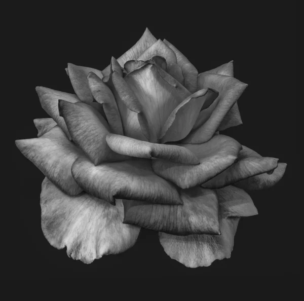 Monochrome surrealistic white rose blossom low-key macro,gray back