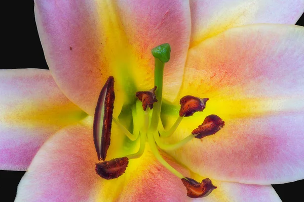 Heart of a wide open pink yellow bright lily blossom macro — Stock Photo, Image