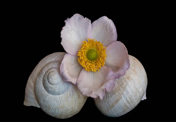 Colagem brilhante com flor de anêmona e duas conchas de caracol, estilo vintage — Fotografia de Stock