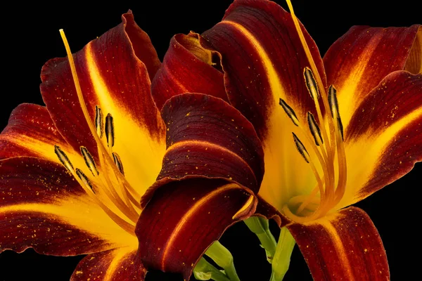 Daylily macro, pair of yellow red shining blossoms, black background — стоковое фото