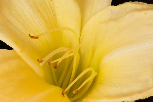 Interno di un ampio fiore aperto giallastro luminoso, sfondo nero — Foto Stock