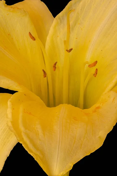 Interno di un ampio fiore aperto giallastro luminoso, sfondo nero — Foto Stock