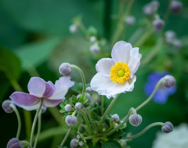 Color floral outdoor macro of a blooming white autumn anemone — Stock Photo, Image