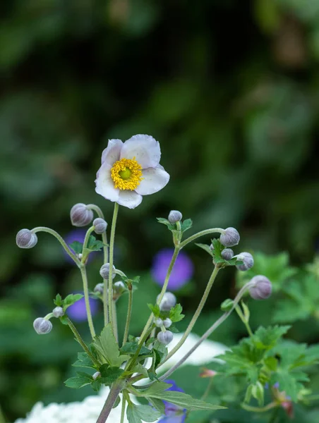 Color floral outdoor macro of a blooming white autumn anemone — Stock Photo, Image