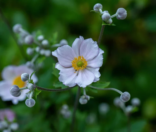 Color floral outdoor macro of a blooming white autumn anemone — Stock Photo, Image