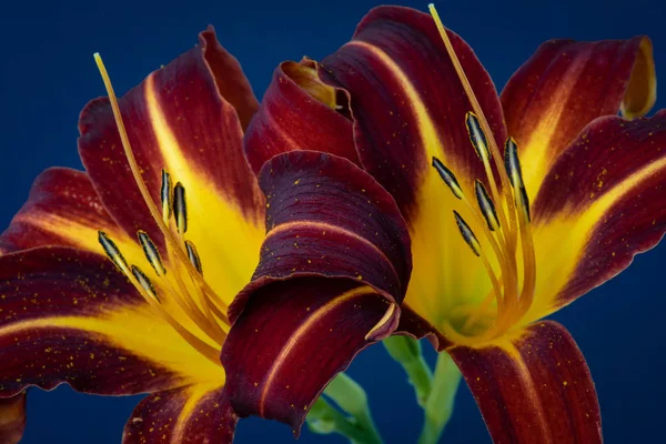 Daylily makró egy pár sárga, vörös csillogó virágokat, kék háttér — Stock Fotó