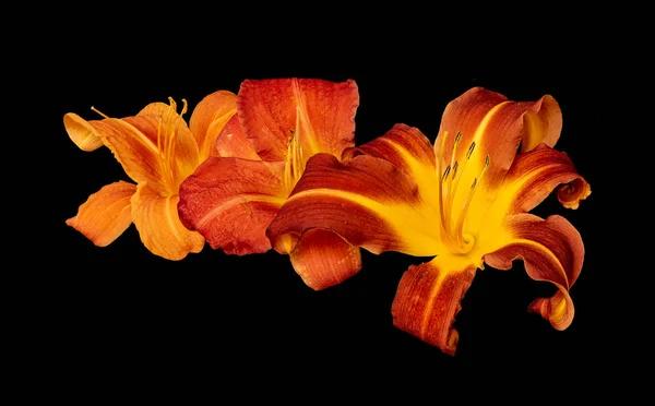 Vintage daylily macro, naranja, amarillo, trío flor roja, fondo negro — Foto de Stock