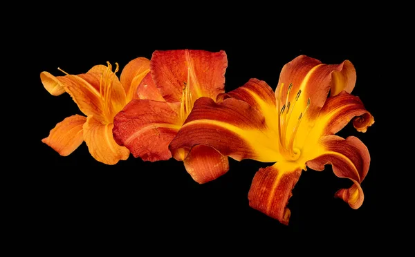 Vintage daylily macro, orange, yellow, red blossom trio, black background — стоковое фото