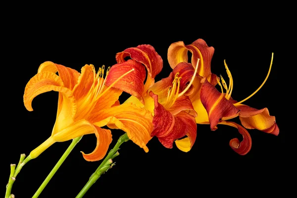 Vintage daylily macro, trio of orange, yellow, red blossoms, black back — стоковое фото