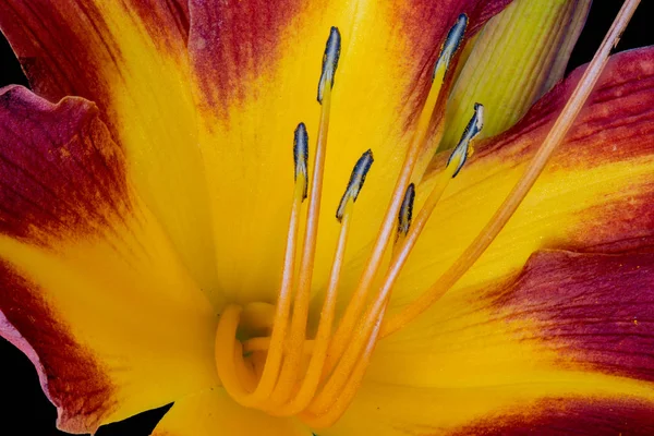 Inner corazón rojo amarillo macro daylily con textura detallada — Foto de Stock