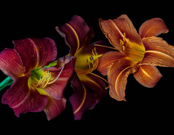 Macro giglio d'epoca, trio di fiori arancioni, viola, rossi, dorso nero — Foto Stock