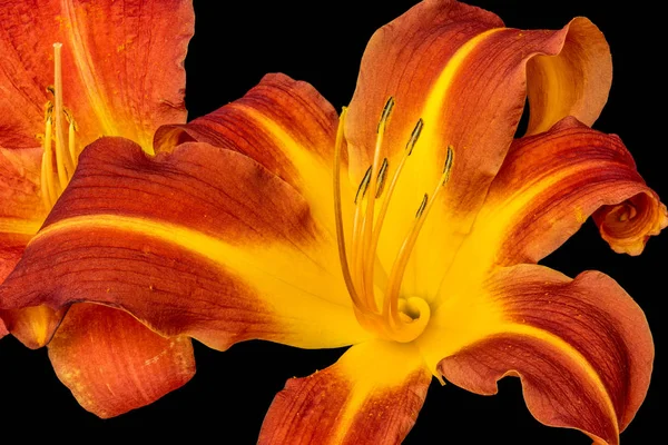 Fine art still life color macro of a single isolated daylily blossom — Stock Photo, Image