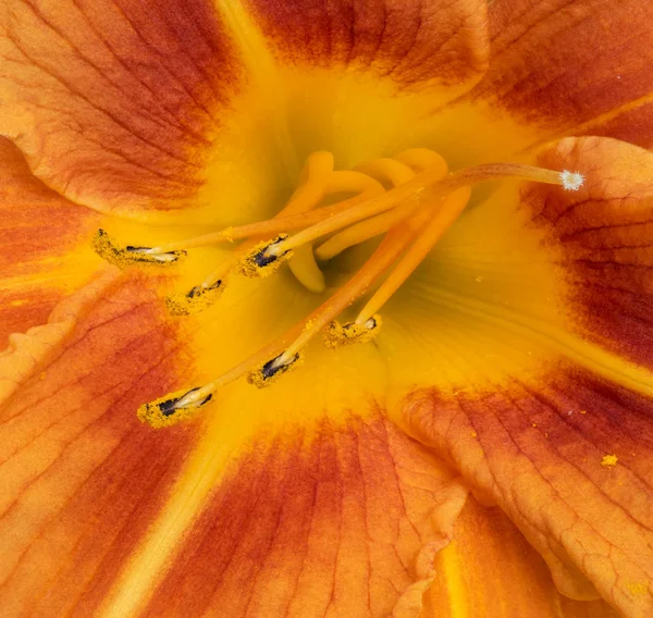 Corazón interior naranja amarillo macro daylily con textura detallada — Foto de Stock